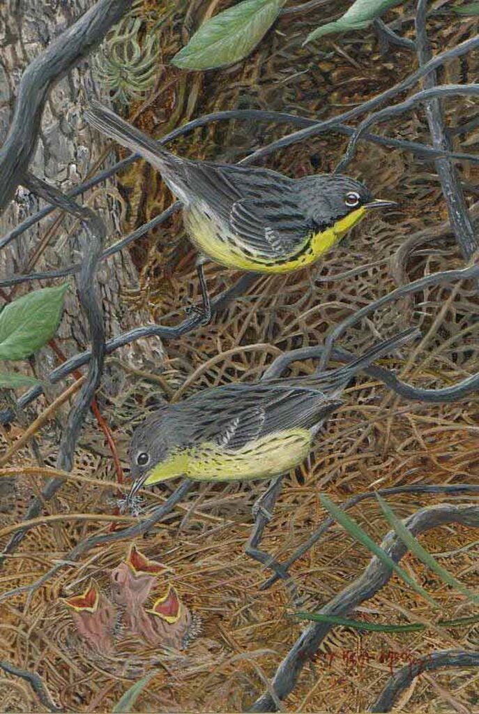 Kirtland's Warbler