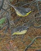 Kirtland's Warbler