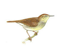 Swainson's Warbler