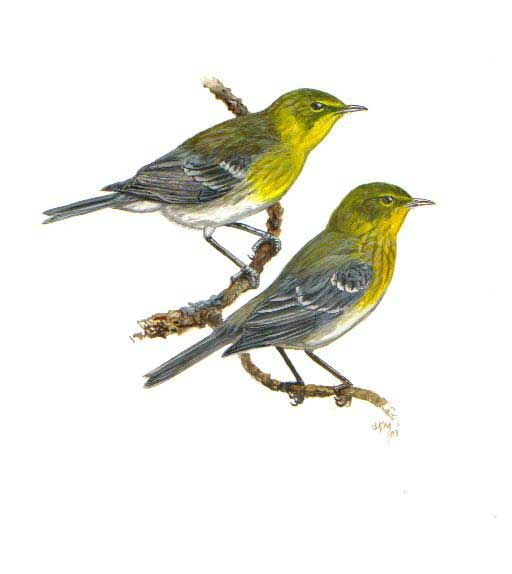 Pine Warbler