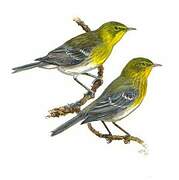 Pine Warbler