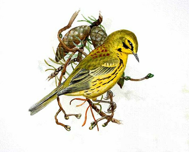 Prairie Warbler