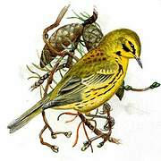 Prairie Warbler