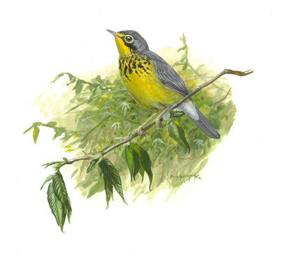 Canada Warbler