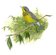 Canada Warbler