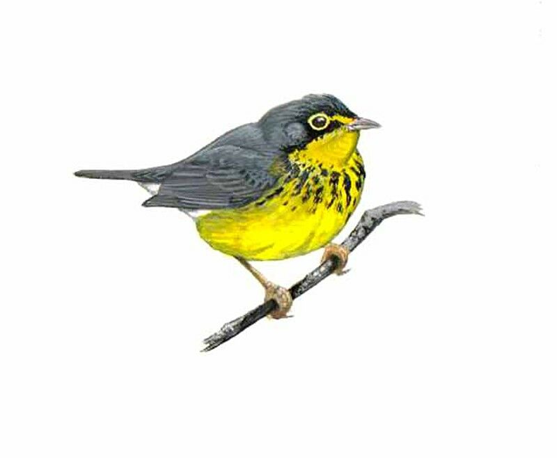 Canada Warbler