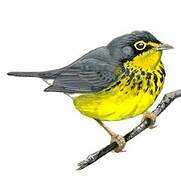 Canada Warbler