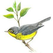 Canada Warbler