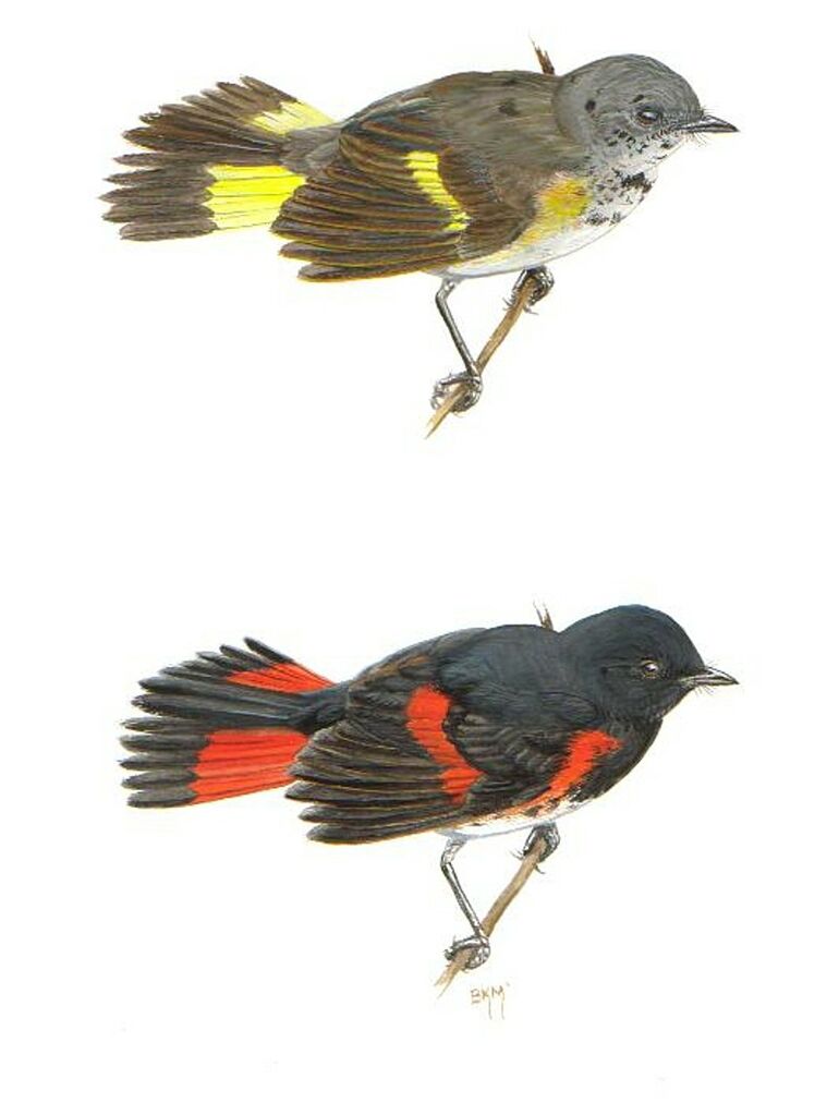 American Redstart