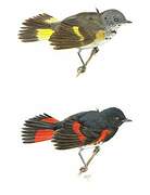 American Redstart