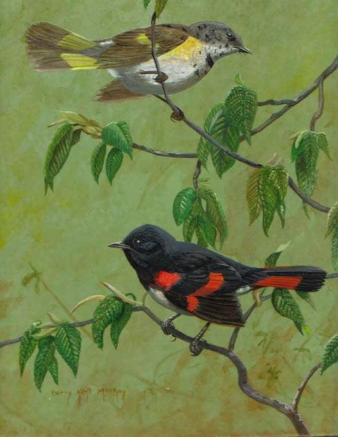 American Redstart