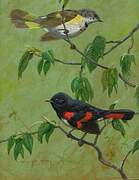 American Redstart