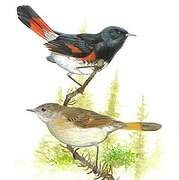 American Redstart