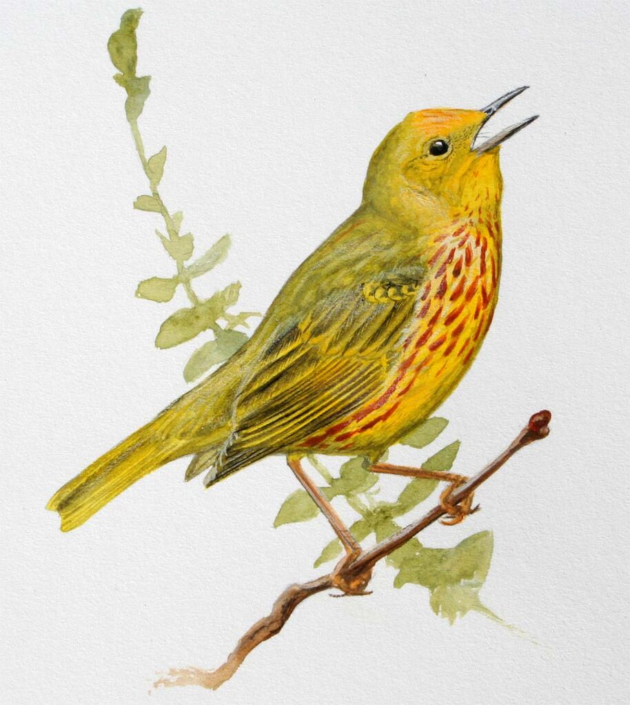 American Yellow Warbler