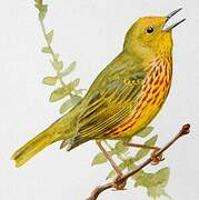 Paruline jaune