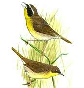 Common Yellowthroat