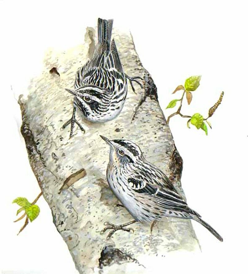 Black-and-white Warbler