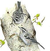 Black-and-white Warbler