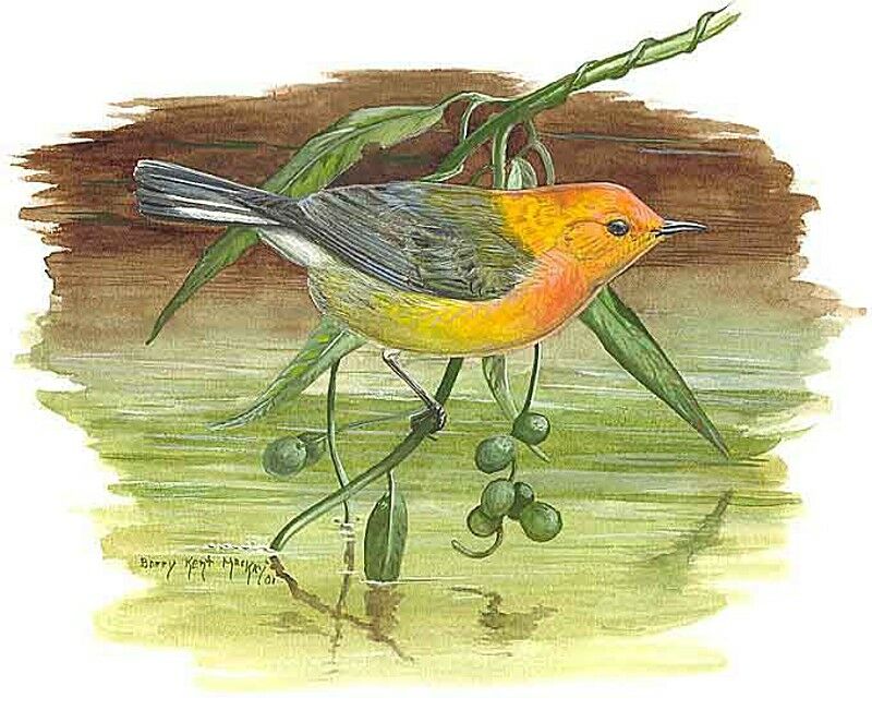 Prothonotary Warbler