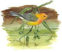 Prothonotary Warbler