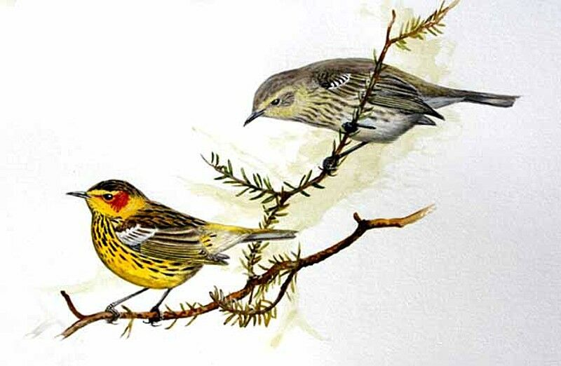 Cape May Warbler