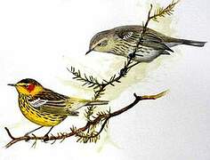 Cape May Warbler