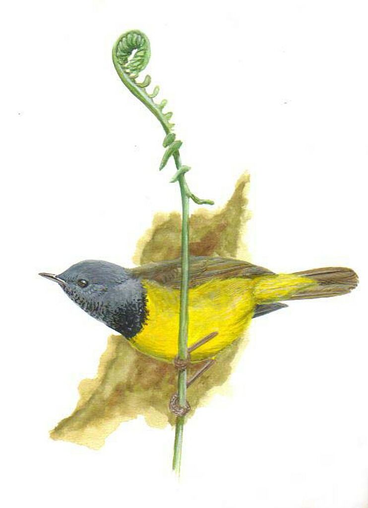 Mourning Warbler