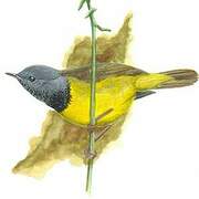 Mourning Warbler