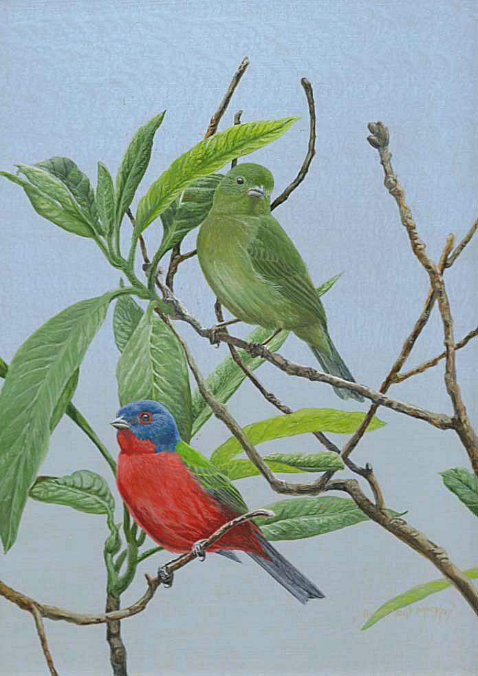 Painted Bunting