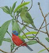 Painted Bunting