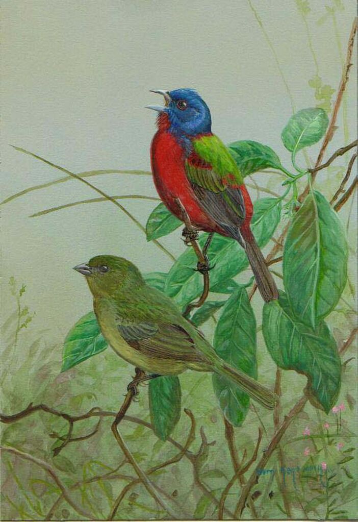 Painted Bunting