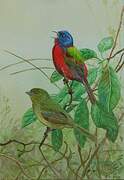 Painted Bunting