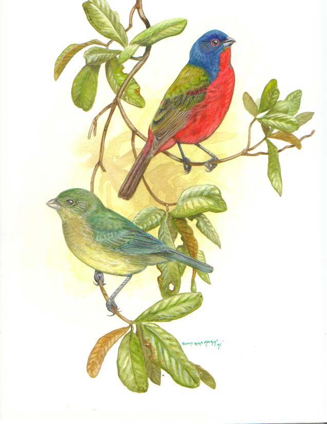 Painted Bunting