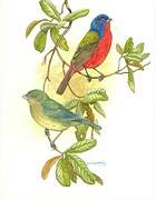 Painted Bunting