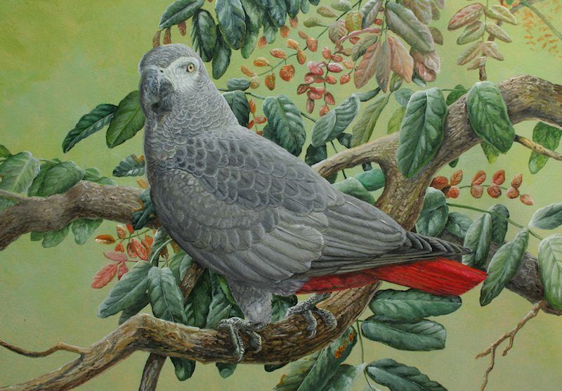 Grey Parrot