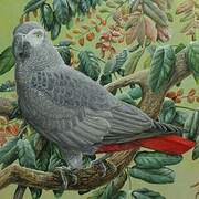 Grey Parrot