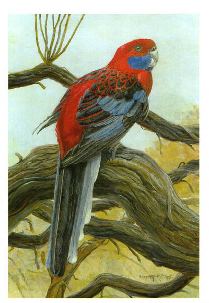 Crimson Rosella