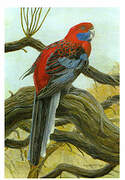 Crimson Rosella