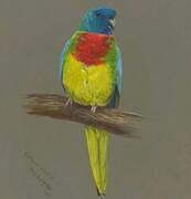 Scarlet-chested Parrot