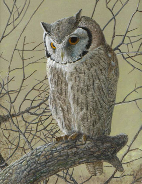 Northern White-faced Owl