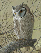 Northern White-faced Owl