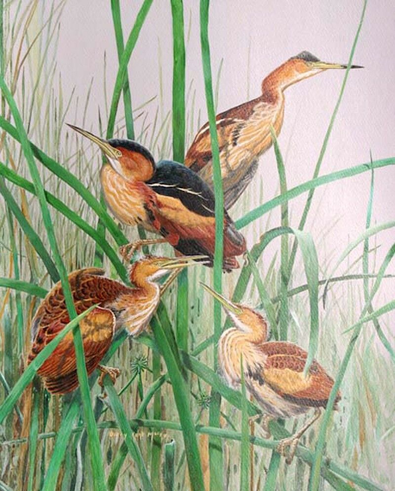 Least Bittern