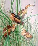 Least Bittern