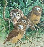 Northern Saw-whet Owl