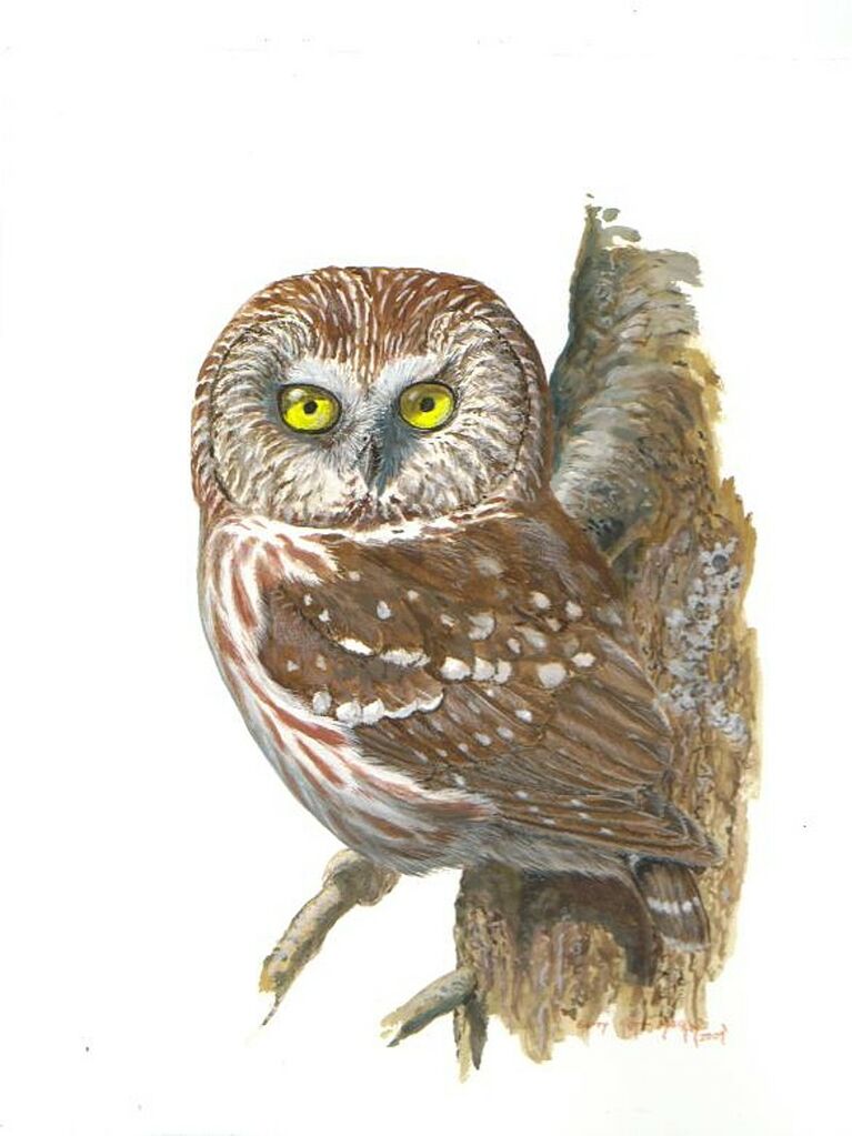 Northern Saw-whet Owl