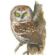 Northern Saw-whet Owl