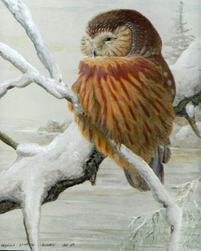 Northern Saw-whet Owl