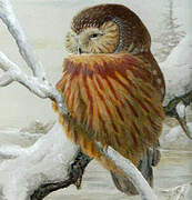 Northern Saw-whet Owl