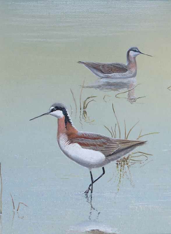 Phalarope de Wilson