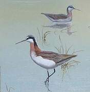 Phalarope de Wilson